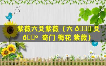 紫薇六爻紫薇（六 🐈 爻 🌺  奇门 梅花 紫薇）